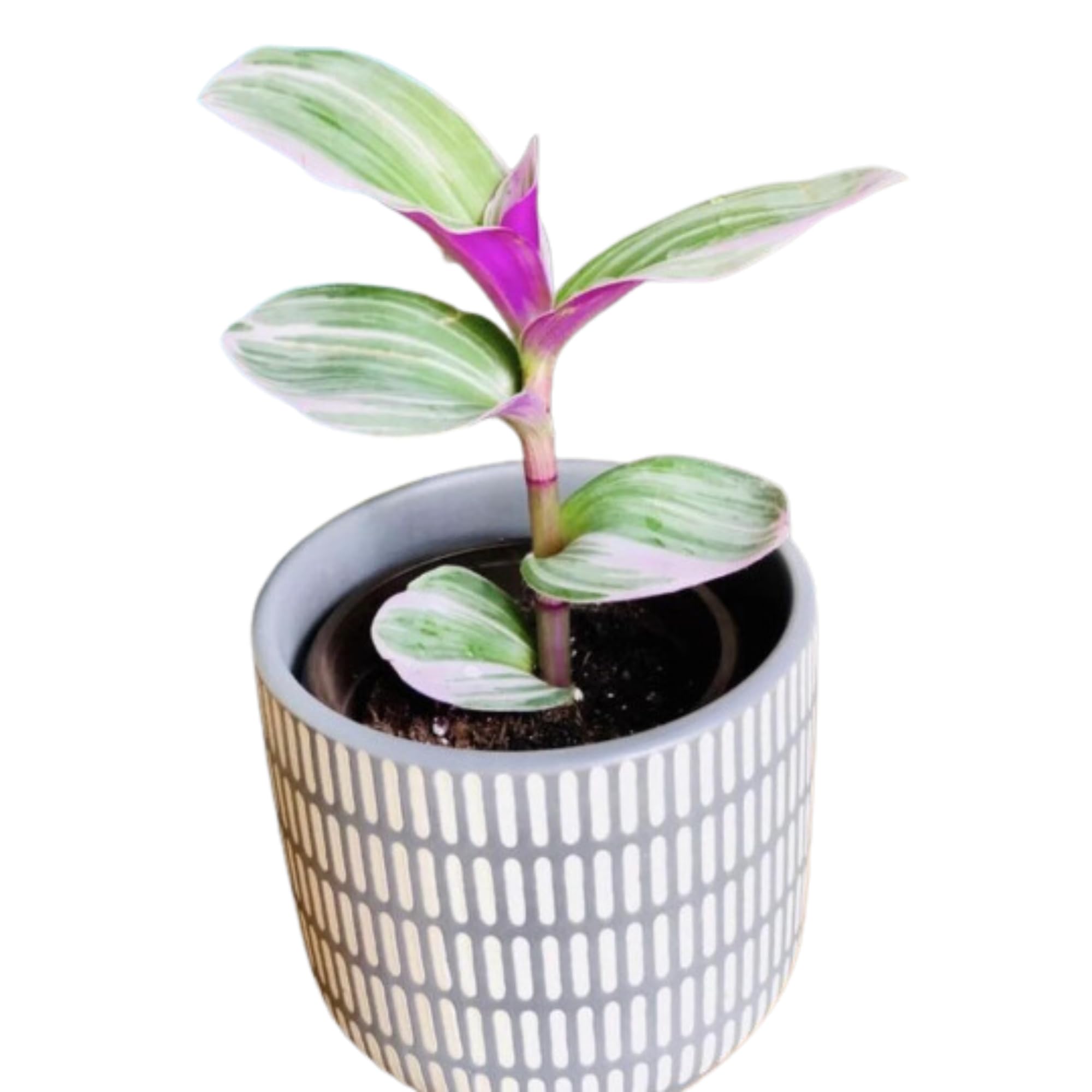 Amazon.com : PLANTVERS Tradescantia Nanouk Lilac in a Nursery Pot
